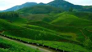 Misty landscape of Devikulam in Idukki