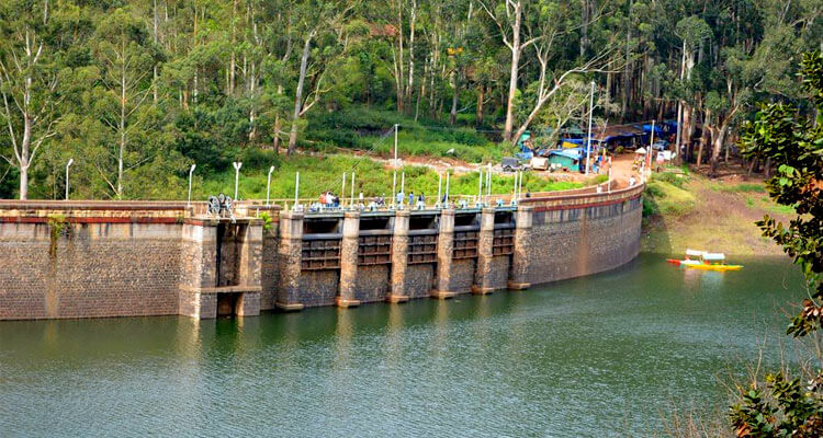 Cherry blossoms at Kundala Dam Kerala