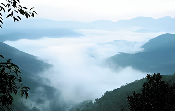 Pine forest trail in Kuttikanam, a peaceful retreat