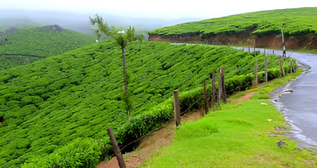 Tea plantations and hills at Lockhart Gap viewpoint