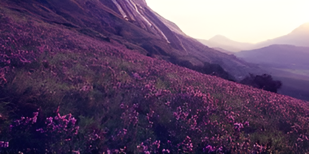 Neelakurinji National Park