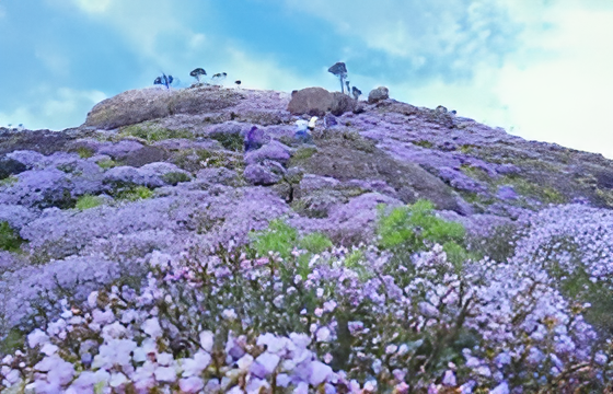 Scenic view of shola grasslands in Neelakurinji National Park