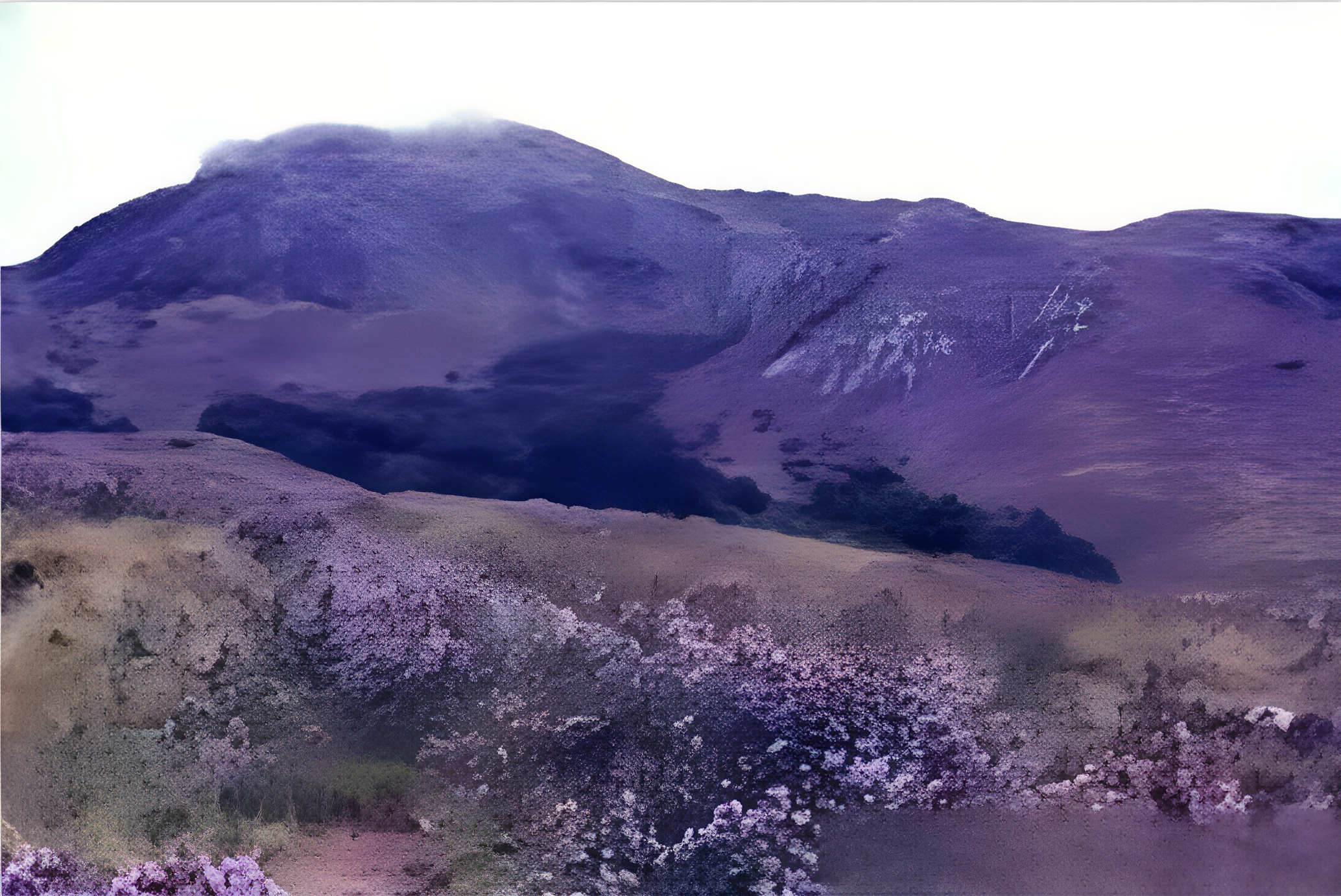 Trekking trail through Neelakurinji National Park near Munnar