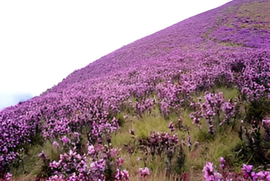 Rare Neelakurinji bloom in Idukki’s high-altitude national park