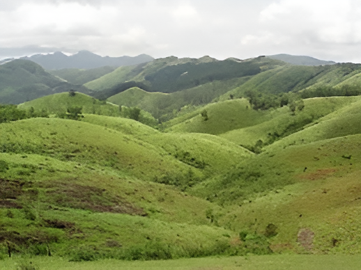 Cardamom auction center in Vandanmedu, Idukki