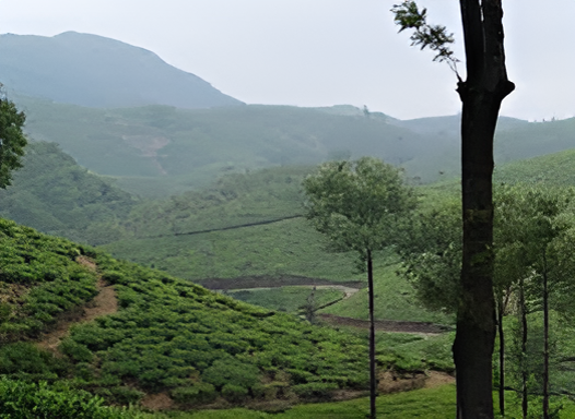 Scenic spice-growing village of Vandanmedu in Kerala