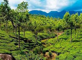 Lush green cardamom fields in Vandiperiyar, Idukki district